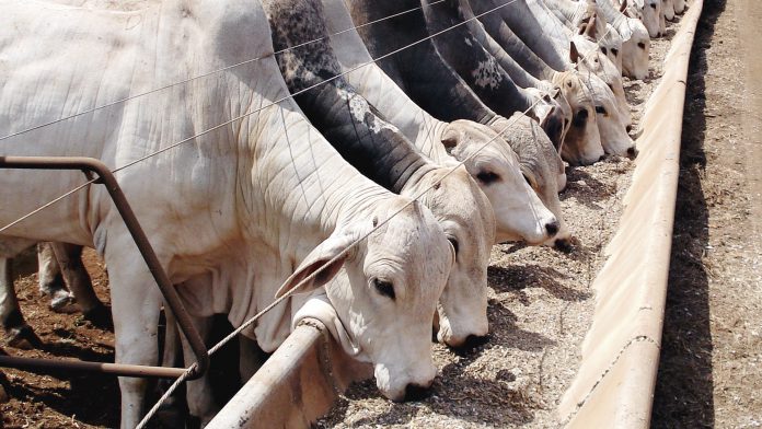 evolução da pecuária brasileira