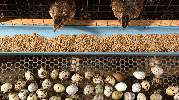 Capa - Codornas e ovos