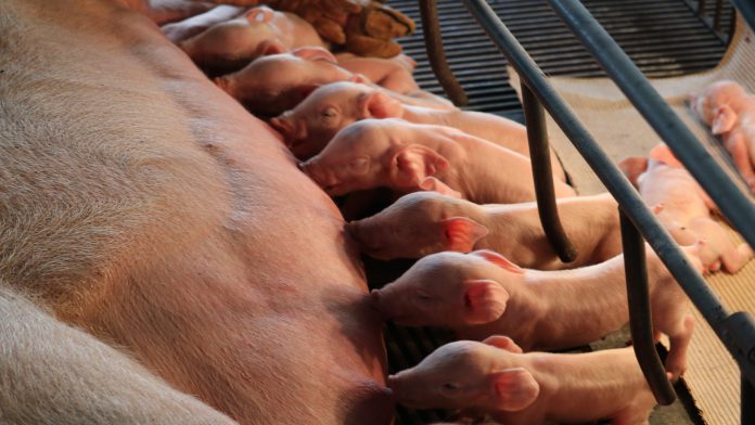 Cuidado com os leitões