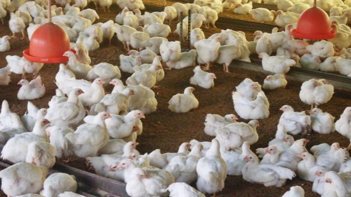 Matrizes pesadas na recria