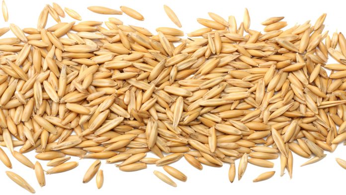 Grão de aveia para bovinos FINAL