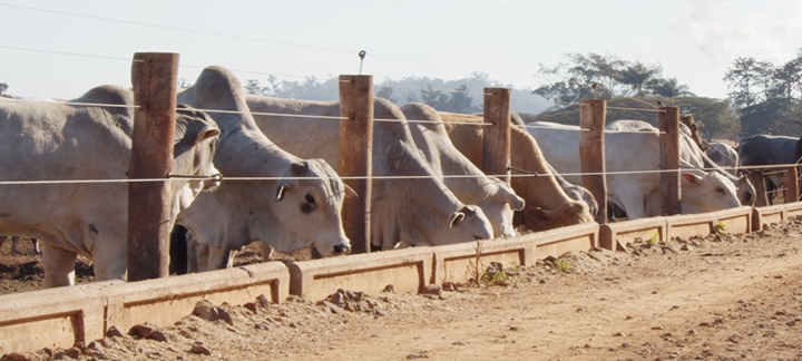 confinamento de gado - agBlog