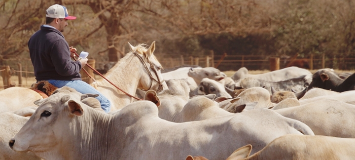 confinamento de gado - agBlog