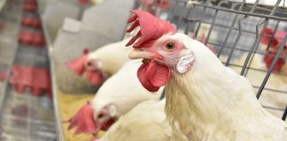 doenças metabólicas