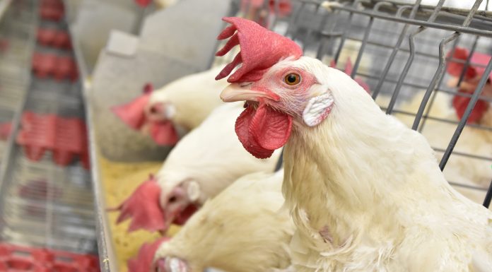 Principais doenças metabólicas de galinhas poedeiras doenças metabólicas