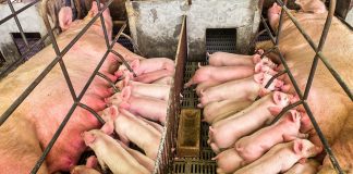 Peso do leitão ao nascer