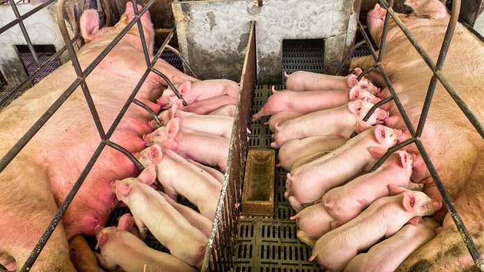 Peso do leitão ao nascer