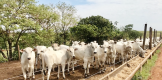 recria de bezerros em confinamento