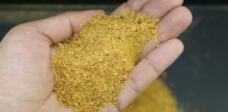 Capa DDG de milho na suinocultura