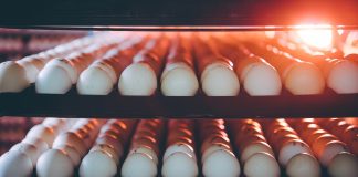 capa: ovos durante a incubação