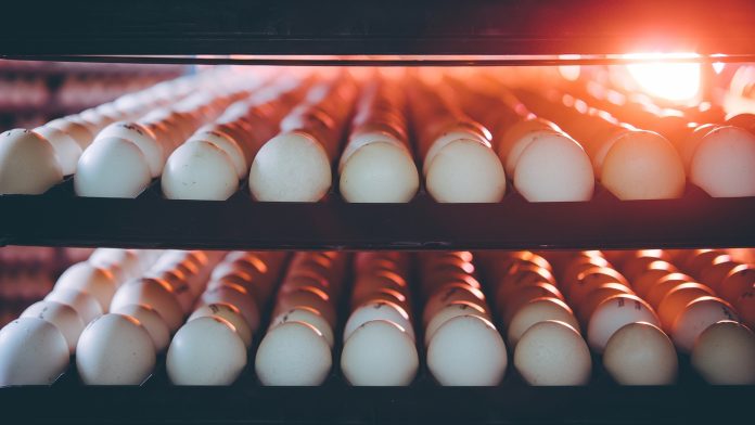 capa: ovos durante a incubação capa: ovos durante a incubação