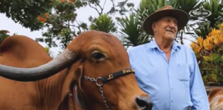 Girolando Fazenda Santa Luzia