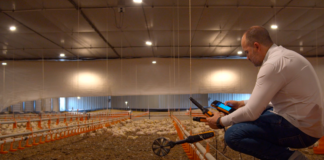 alojamento de pintos de um dia fase inicial