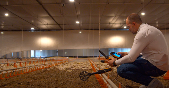 alojamento de pintos de um dia fase inicial