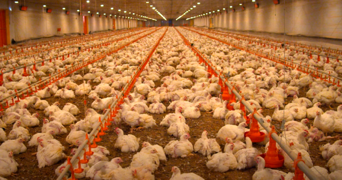 Ambiencia_na_avicultura_Episodio_4