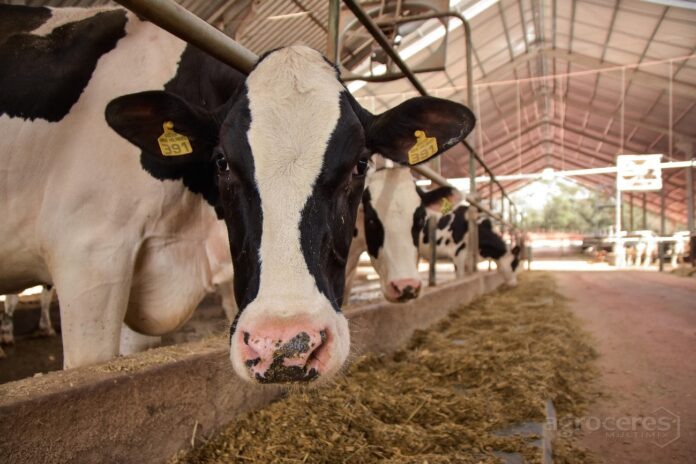 pós-parto de vacas leiteiras agvitta