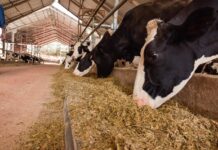 pós-parto de vacas leiteiras agvitta