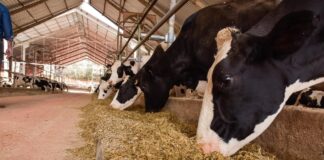 pós-parto de vacas leiteiras agvitta