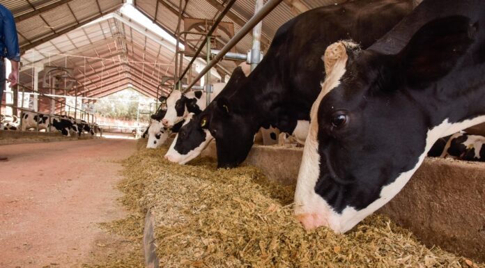 Informativo Técnico – Ingredientes para Dietas de Vacas de Leite pós-parto de vacas leiteiras agvitta