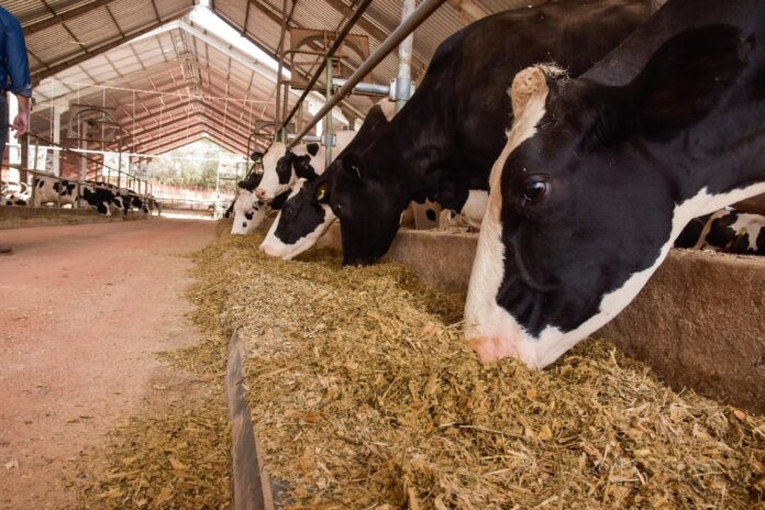 pós-parto de vacas leiteiras agvitta