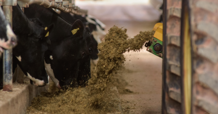 Silagem_Nutricao_Vacas_Leiteiras silagem de milho