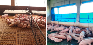 suínos sinais dos animais