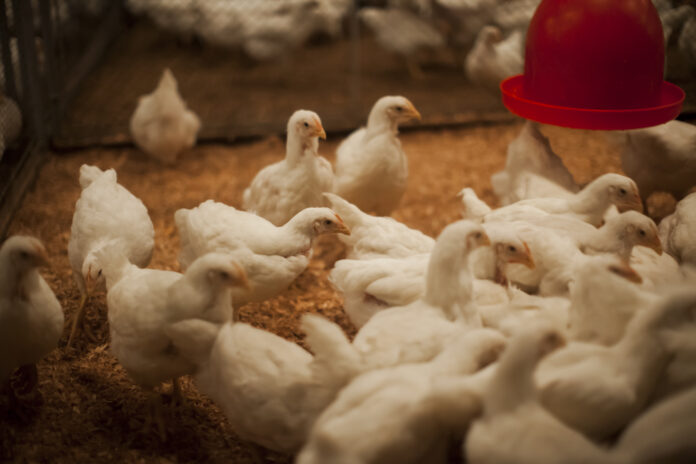 031214 AGROCERES 250