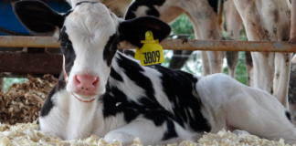 eletrolítico diarreia bezerras