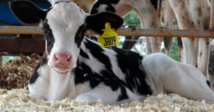 eletrolítico diarreia bezerras