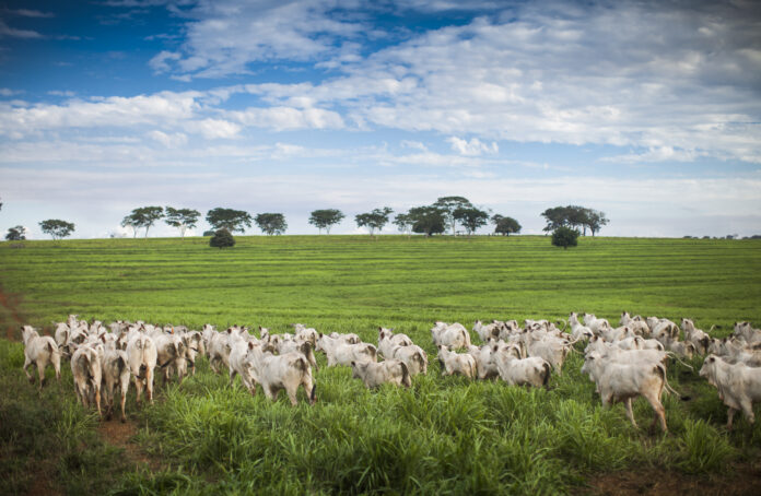 Brasil & Tavares Agronegócio