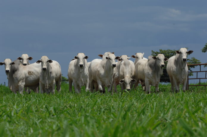 Boi_pasto manejo rotacionado de pastp pasto rotativo