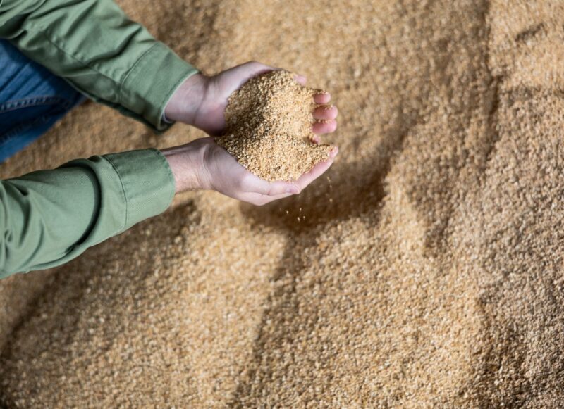 Manejo dos Canaviais: sinônimo de quantidade e qualidade da alimentação  animal