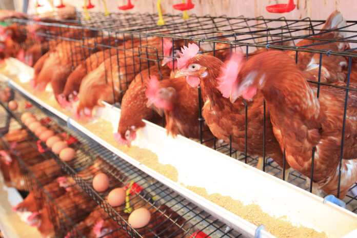 Chicken,Hens,Eggs,In,Farm colina