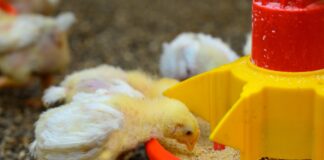 nutrição animal frangos agroceres multimix