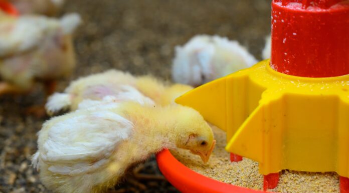 nutrição animal frangos agroceres multimix