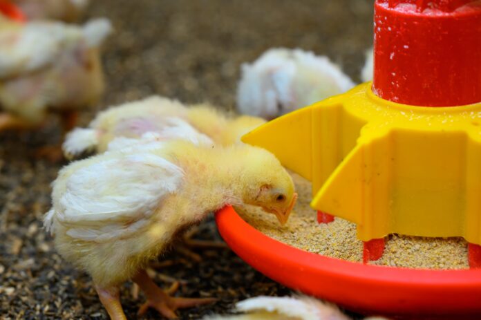 Breeding,Poultry.,Yellow,Chicks,Eating,Compound,Feed,From,Special,Feeders. nutrição animal frangos agroceres multimix