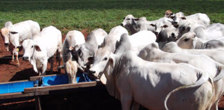 suplementação mineral