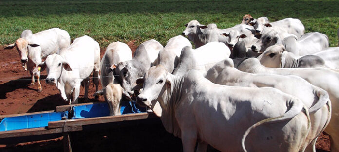 Suplementacao_Mineral_Cocho_a suplementação mineral