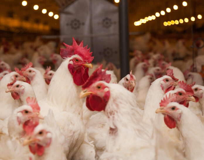 A,Rooster,At,Poultry,Farm