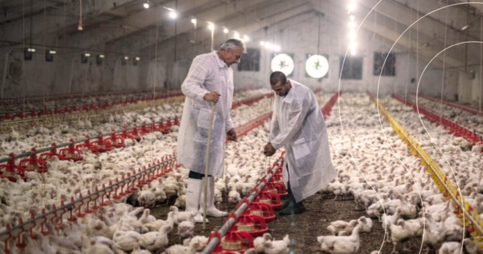 InfluenzaAviaria_WOAH Influenza Aviária