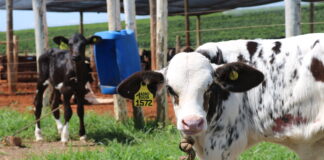 aleitamento de bezerras