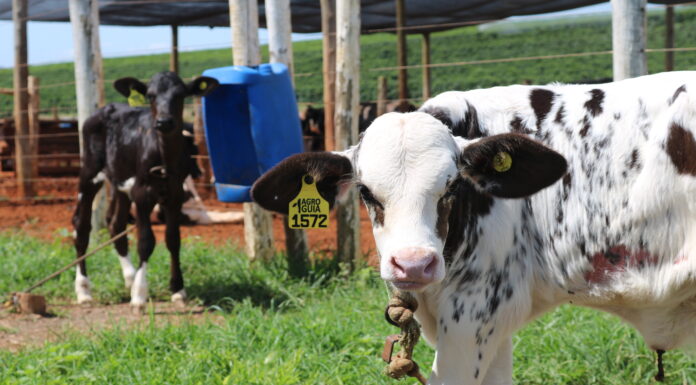 Aleitamento de bezerras x Produção de leite do animal adulto aleitamento de bezerras