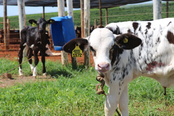 aleitamento de bezerras