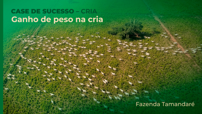 Ganho_de_Peso_na_Cria_Fazenda_Tamandare_MT_taxa_de_desmama.docx taxa de desmama