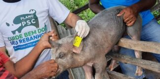 peste suína clássica