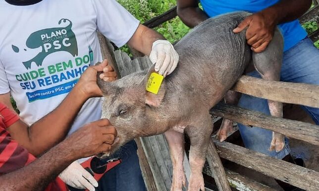 Peste Suína: preocupação e oportunidades para o Brasil peste suína clássica