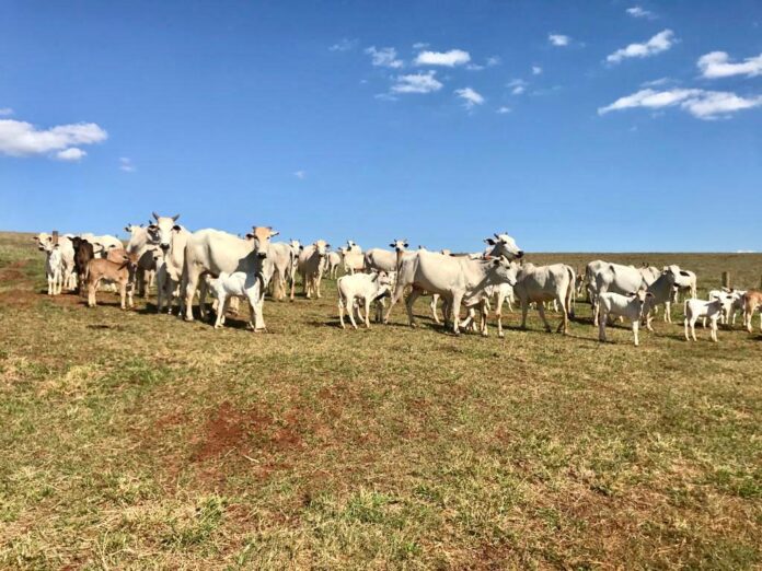 Vacas_Corte_Simone_b estação de monta