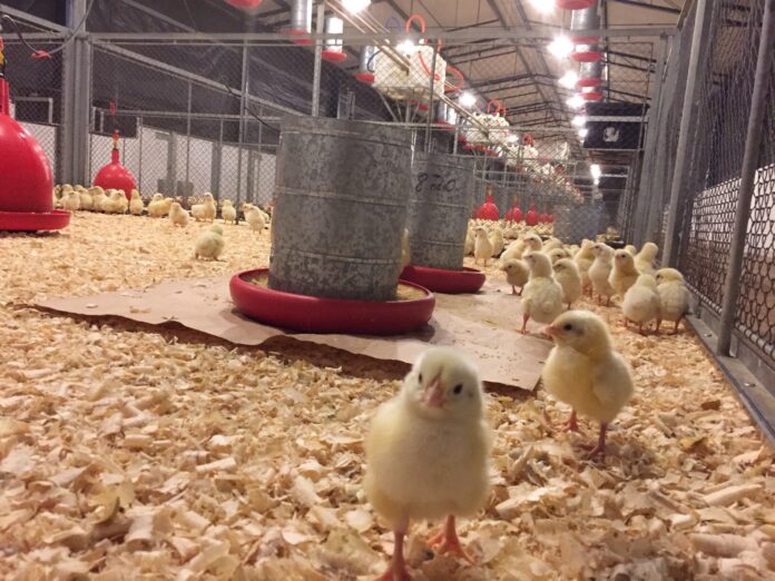 Cama_Aviario cama aviário