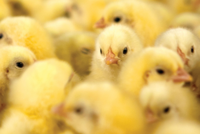 Pintinho_Pinto_de_Um_Dia_Principal fase inicial