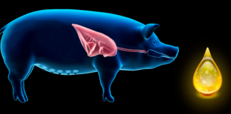 desafios respiratórios suínos óleos essenciais